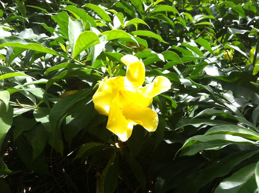 Seychelles Yellow Petals Anse Boileau Exterior photo